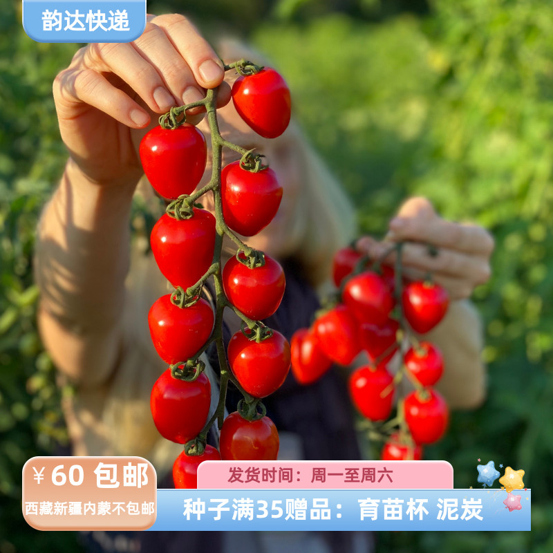 【种子】一年生 小型番茄 西红柿 无限生长型  园丁的甜心 5粒