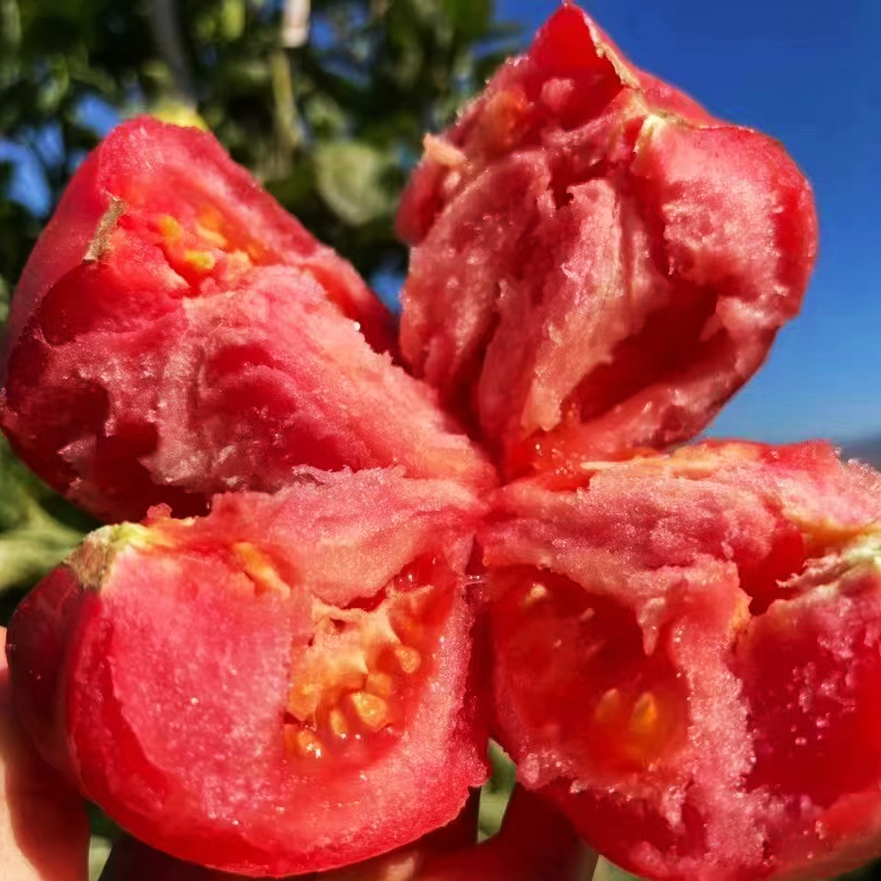 毛粉802番茄种子西红柿农家高产沙瓤非转基因菜籽种番茄种籽