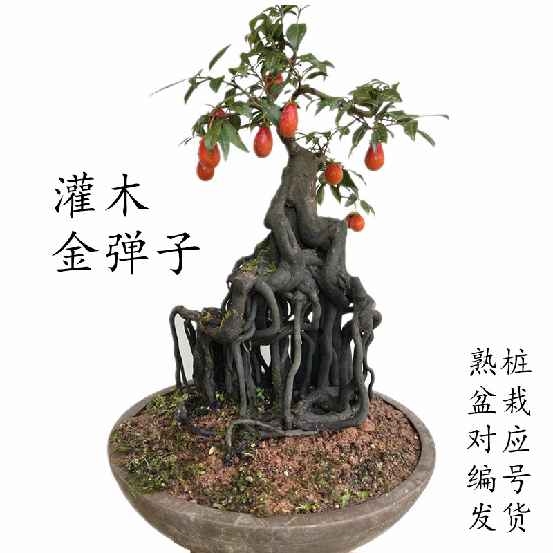 灌木小叶金弹子一物一拍造型弯根艺中国红练手小盆栽悬崖熟桩盆景