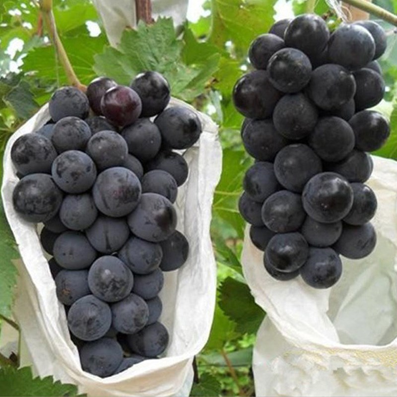 北方耐寒葡萄品种