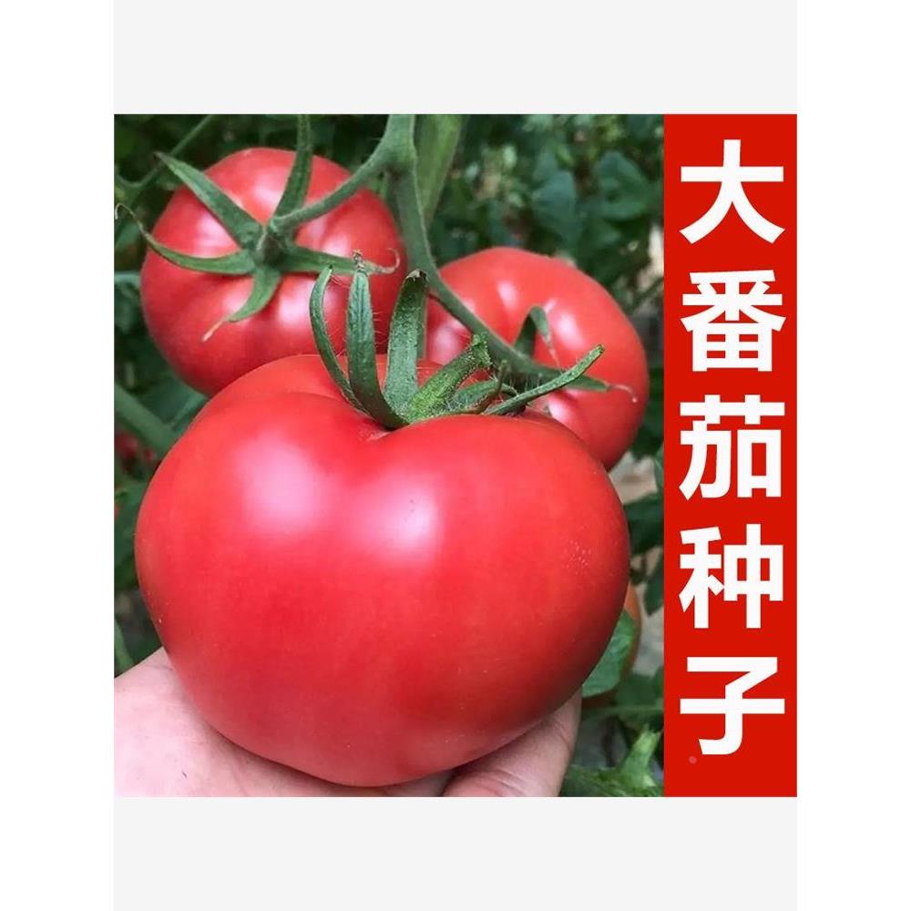 番茄种子大果沙瓤西老洋红柿籽种品种粉红色柿子高产四季蔬菜种籽