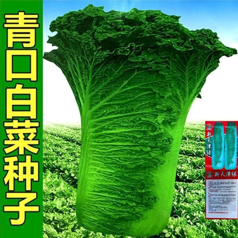 天津青麻叶直筒形白菜种子秋季绿大青麻叶大白菜四季可播蔬菜种籽