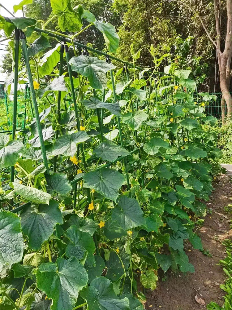 黄瓜爬藤架植物支撑杆种蔬菜豆角四季豆架子植物菜园固定支架网格
