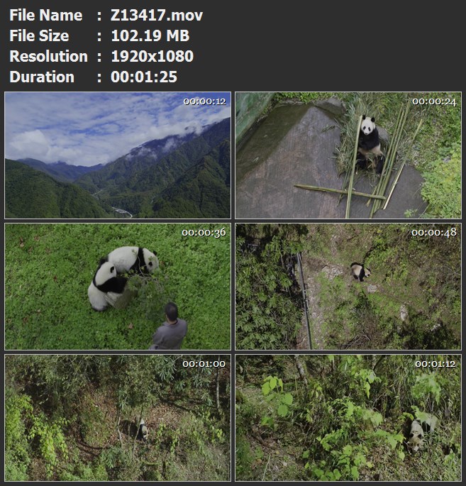 卧龙大自然保护区熊猫吃竹子野外奔走野化训练高清实拍视频素材