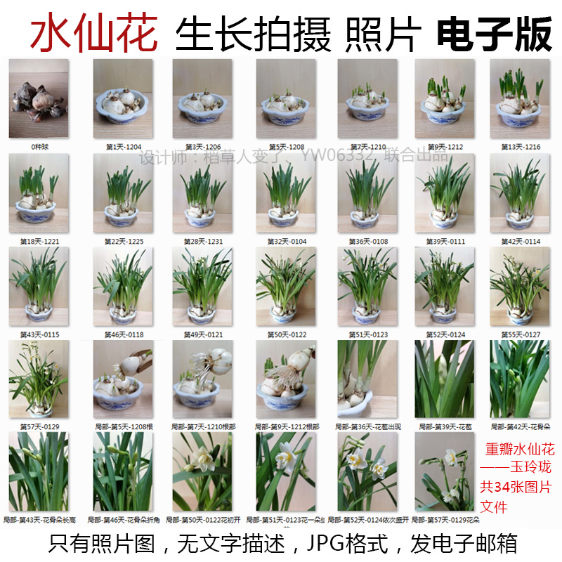 P42水仙花水培植物生长JPG图片素材--重瓣水仙成长观察照片