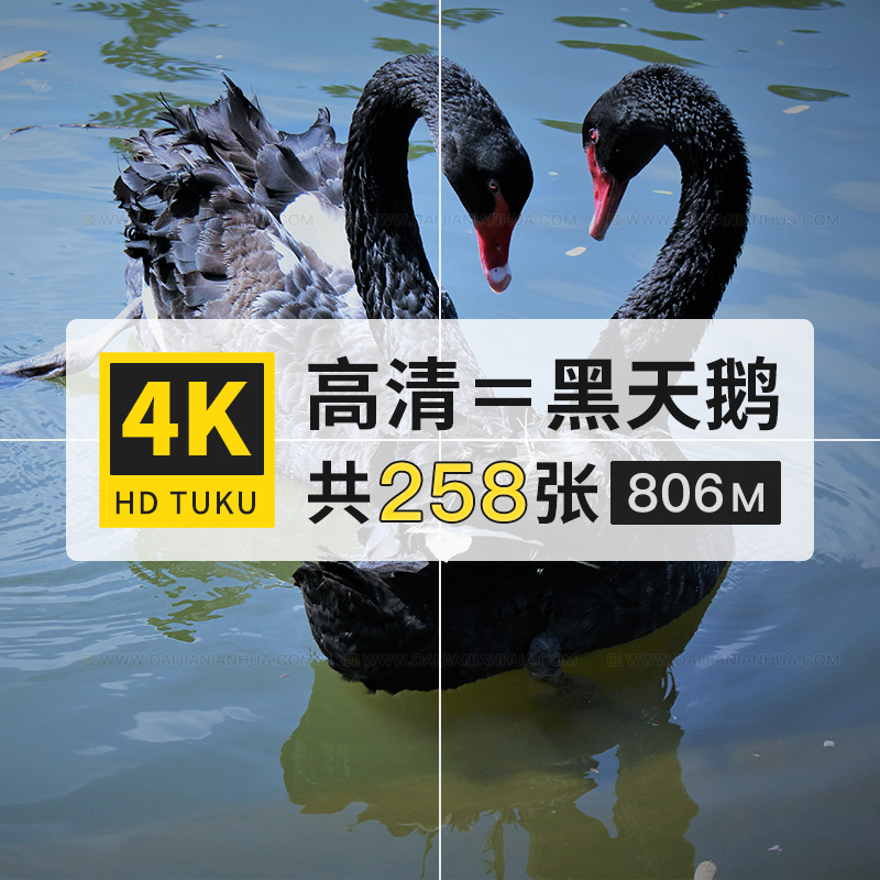 黑天鹅鸭科鸟类大图4K超高清电脑图片壁纸海报ps绘画插画jpg素材