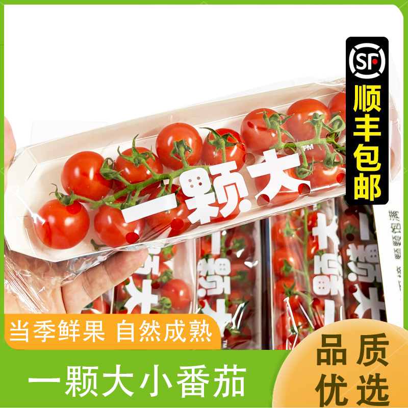 一颗大串收番茄小西红柿千禧圣女果小番茄新鲜自然成熟顺丰包邮