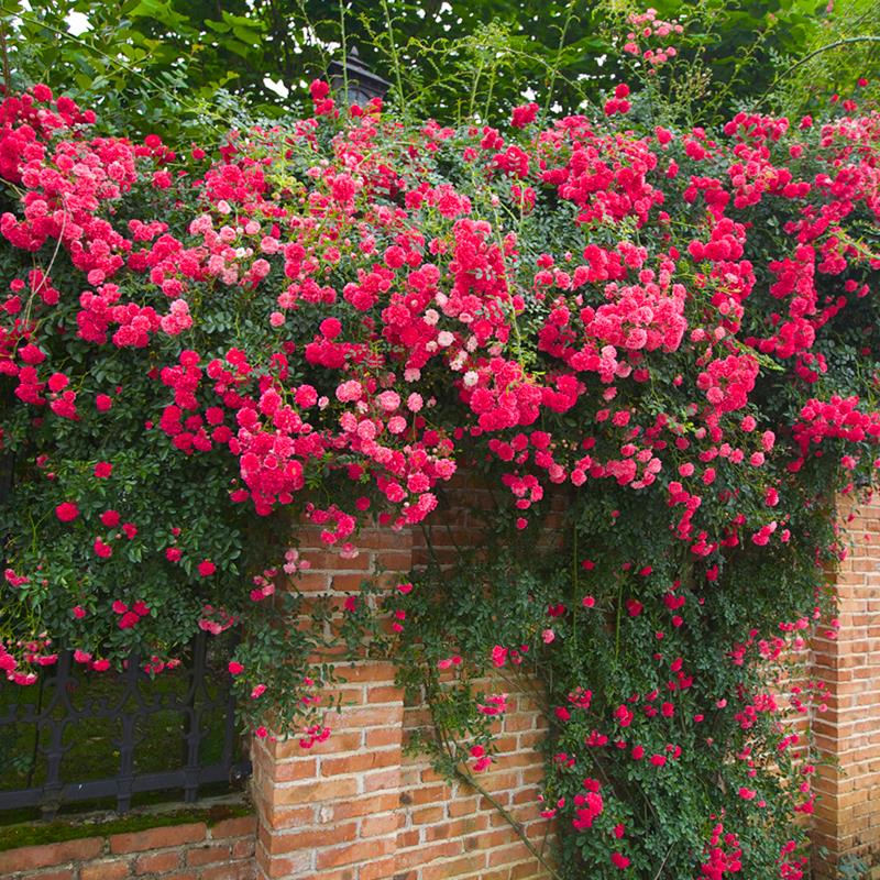 红色荷花蔷薇花苗爬藤植物四季小花多头阳台庭院花卉别墅爬墙植物