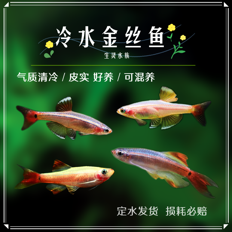 白云黄瑰丽金丝鱼活体小型原生鱼冷水不加温观赏原生淡水红尾灯科