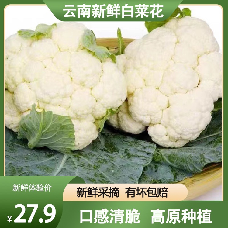 云南高山白花菜花椰菜5斤白菜花蔬菜新鲜现摘老品种花菜花球紧实