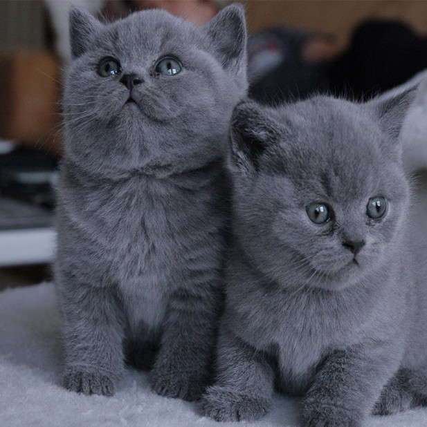英短蓝猫幼猫纯种蓝白幼崽活体英国短毛猫美国宠物猫咪银渐层美短