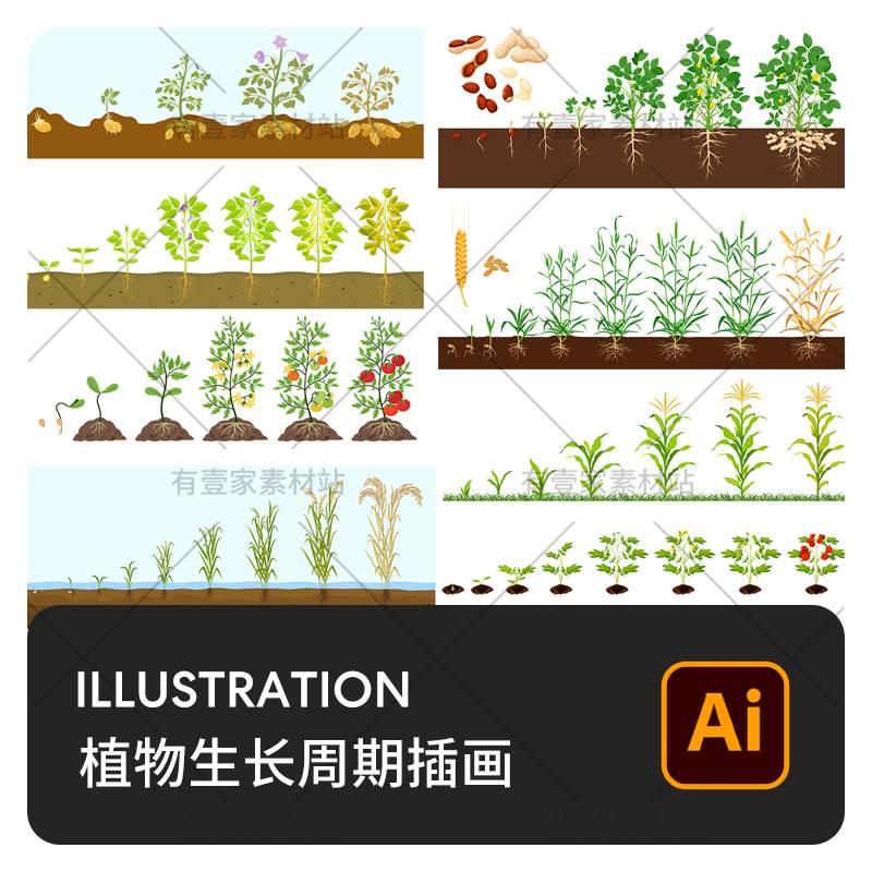 果蔬玉米草莓小麦花生水稻种植物生长过程周期插画AI矢量设计素材