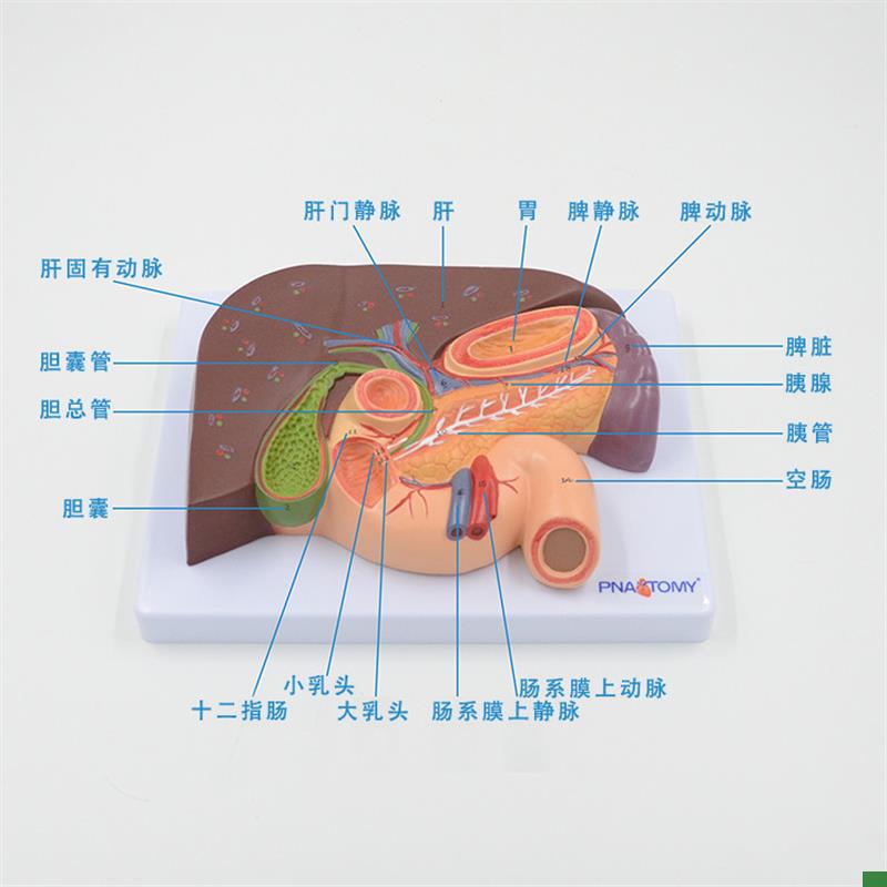 人体内脏器官十二l指肠胃结构解剖模型肝脏胆囊胰腺脾切面教学医