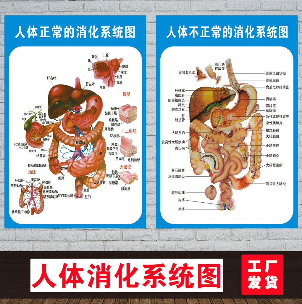 人体消化肠道系统结构示意图医学宣传挂图人体器官布置图