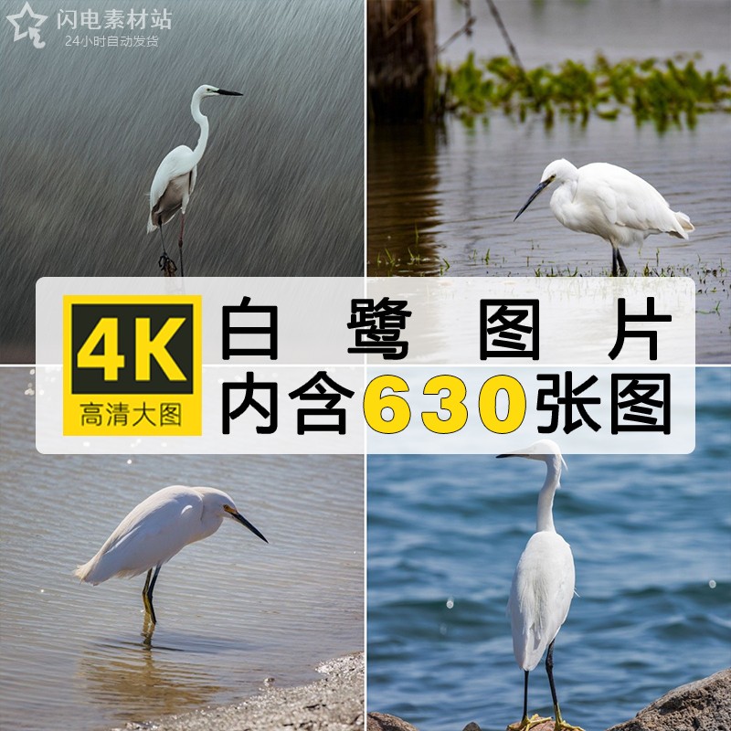 高清大图白鹭鸟4K8K超清特写摄影图集照片壁纸海报图片素材集JPG