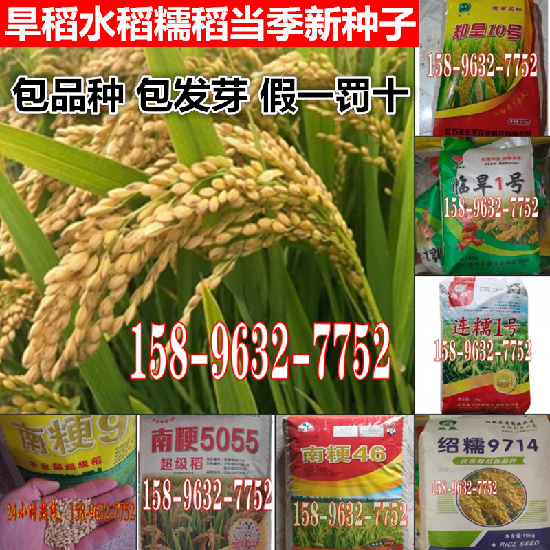 水稻种子旱稻种籽糯稻种子南粳5055香米稻谷种子46郑旱10号9108