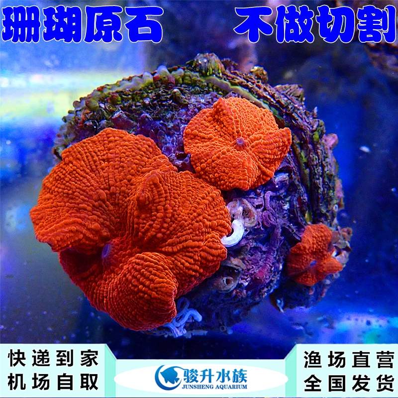 红菇 珊瑚活体 红香菇新手闯缸珊瑚容易饲养顺丰报损机场自取