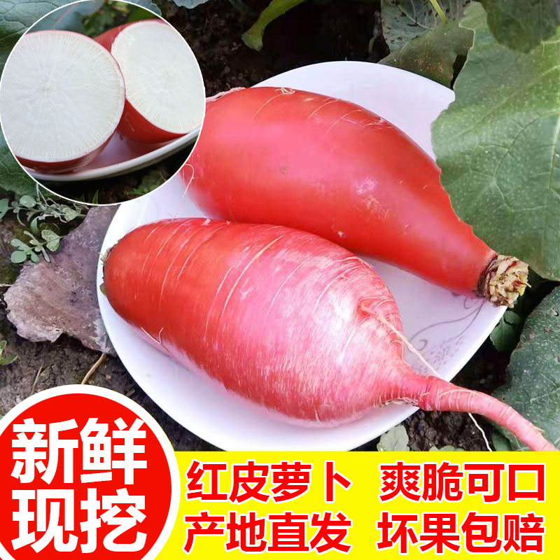 红萝卜新鲜红皮萝卜白心 泡菜专用萝卜现挖白肉水萝卜