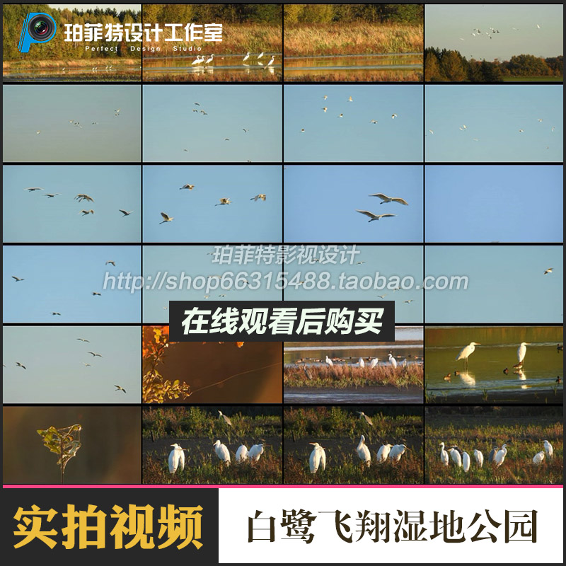 白鹭飞翔水鸟水草野生动物湿地公园候鸟迁徙季节高清视频素材