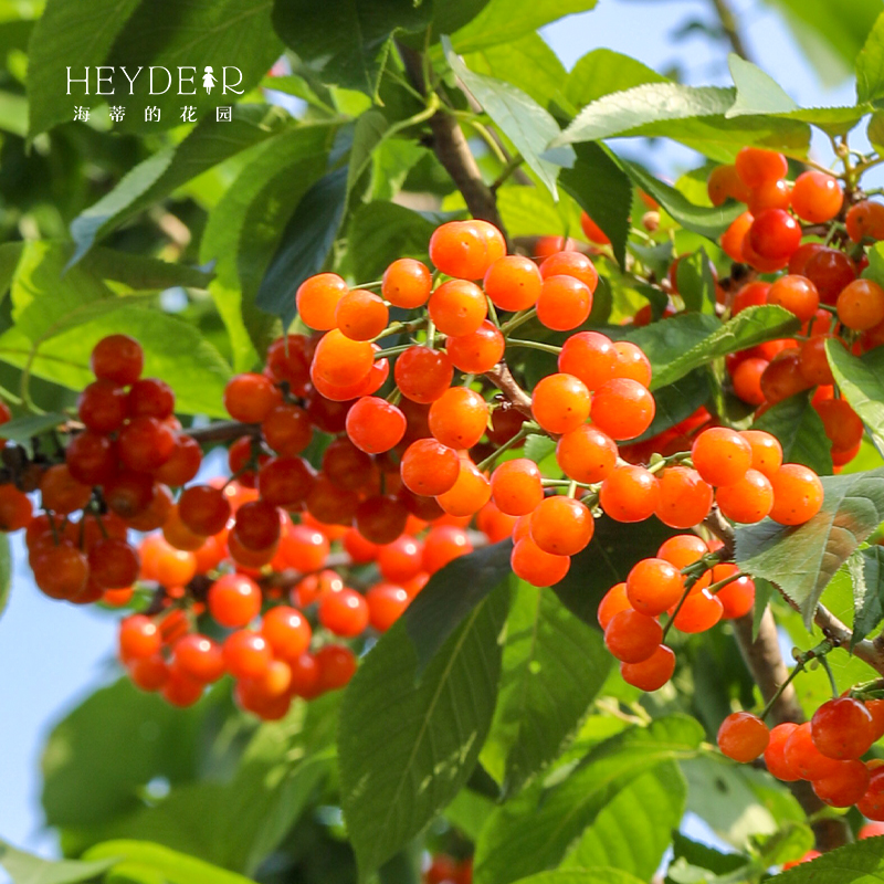 海蒂的花园中国樱桃树苗水果树果苗酸甜爽口南方种植庭院地栽盆栽