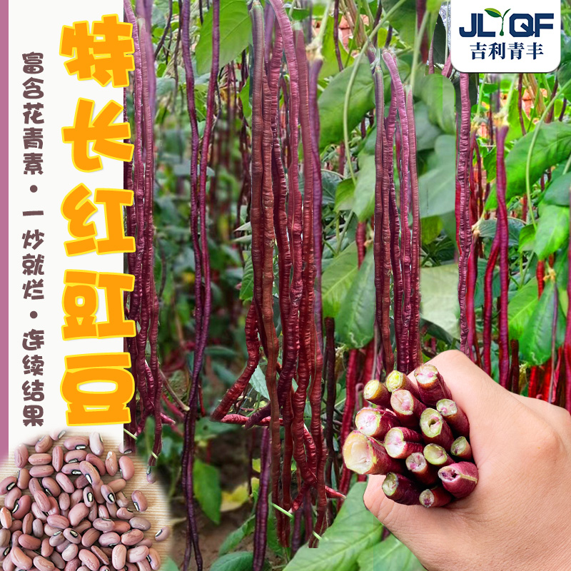 特长红豇豆种子春秋紫红豆角种子高产早熟四季播耐热抗病蔬菜种孑