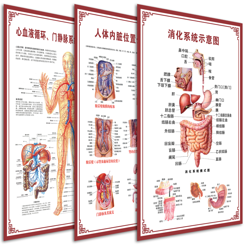 消化肠道系统结构示意图医学挂图血液人体生殖器官医院解剖图海报