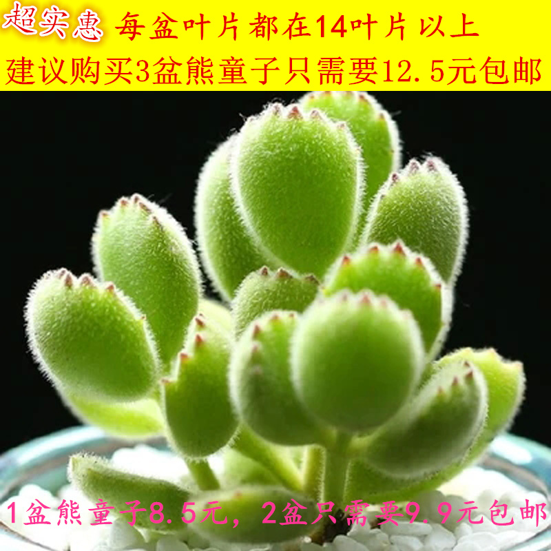 白锦植物