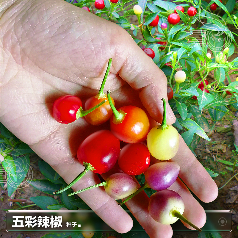 五彩七彩色小米辣朝天椒辣椒种 子籽夏季四季盆栽蔬菜种籽孑大全