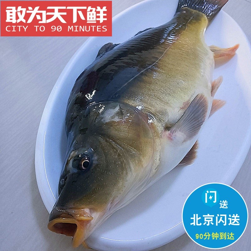 2.5-3斤1条 北京闪送 鲜活 三道鳞 松花江鱼 黑龙江特产 无磷鲤鱼
