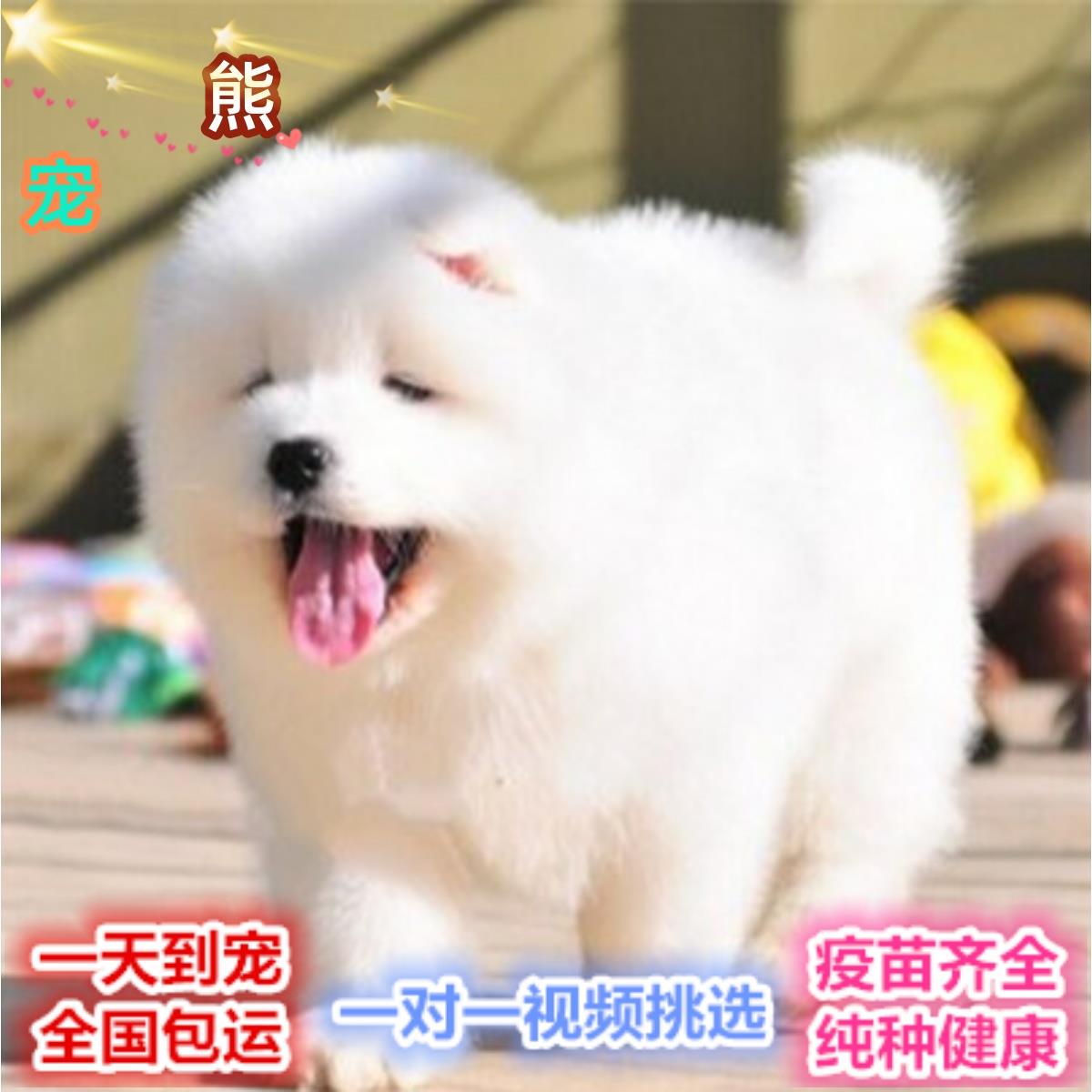 纯种萨摩耶幼犬活体白色大白熊版萨摩耶犬活物动物大型犬宠物狗狗