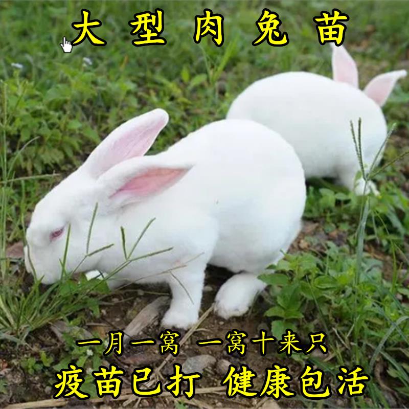 兔子活苗公母一对宠物兔家兔侏儒兔活体肉兔家养幼兔活苗小白兔子