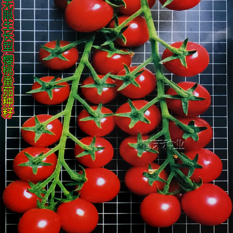 春季樱桃番茄种籽农家阳台盆栽水果食用观赏小西红柿珍珠果种子孑