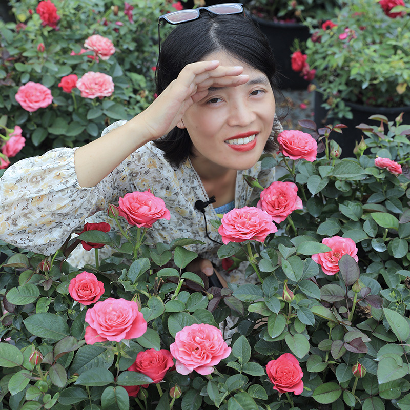 惠惠的花园微型月季巨蟹座多季开花星座系列阳台花卉盆栽庭院植物