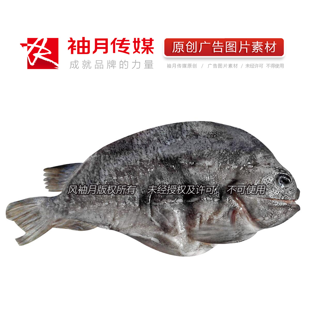 1个海参斑鱼高清广告图片素材 浪浦斯鱼海鱼海鲜鱼类图片素材