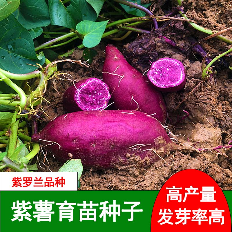 紫薯育苗种高产红薯地瓜紫心紫罗兰番薯沙地板栗薯发芽10斤包邮