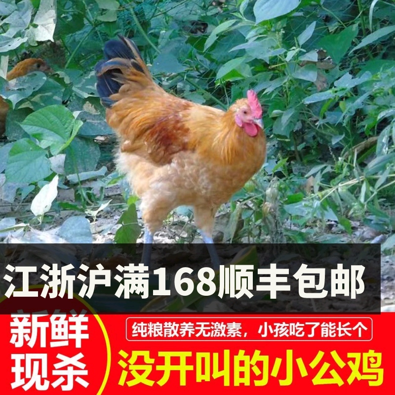 苏北农家散养童子鸡促长高未打鸣小公鸡仔土鸡新鲜现处理一整只