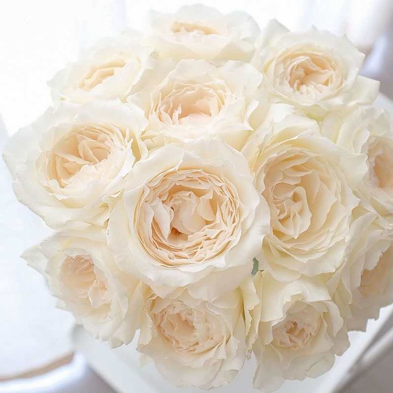 日本美雪公主月季玫瑰花苗水粉色白色高雅色庭院阳台室外耐寒花卉
