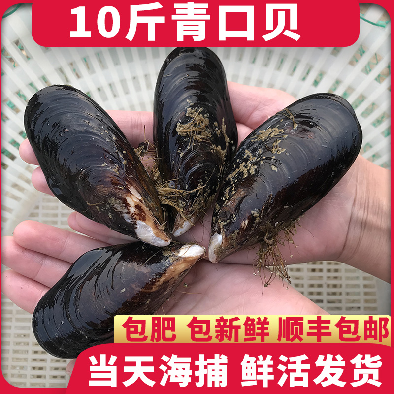 青口贝鲜活大号新鲜野生海虹淡菜贻贝海鲜水产贝类3斤/5斤/10斤
