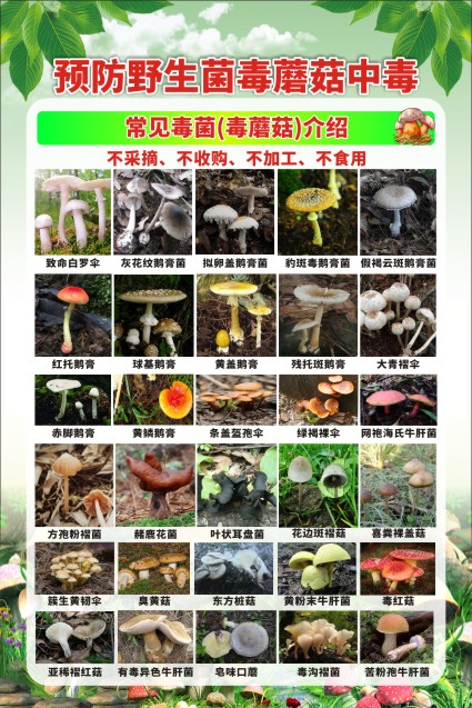 M771预防野生菌毒蘑菇中毒常见品种类介绍海报定印制展板贴纸1812