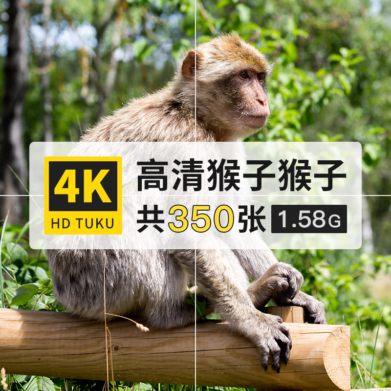 猴子猕猴狐猴卷尾猴动物大图4K高清电脑图片壁纸海报绘画插画素材