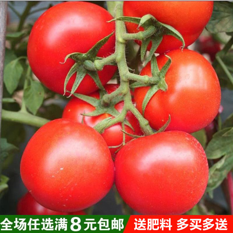农家大红粉番茄种子老品种非转基因西红柿种四季阳台夏季蔬菜