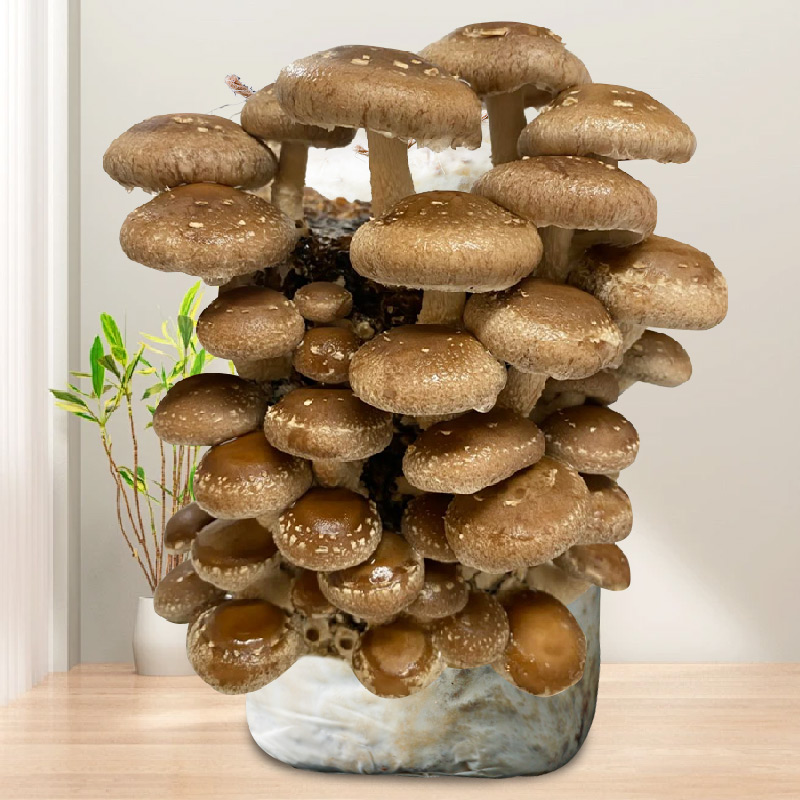 家庭蘑菇菌包菌菇种植包平菇香菇灵芝磨菇种金针菇可食用家种菌种