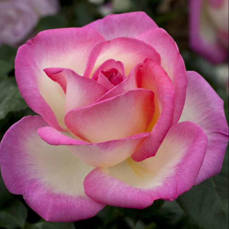 新意家 摩纳哥公主 玫瑰 品种月季阳台庭院四季浓香抗病耐热花卉
