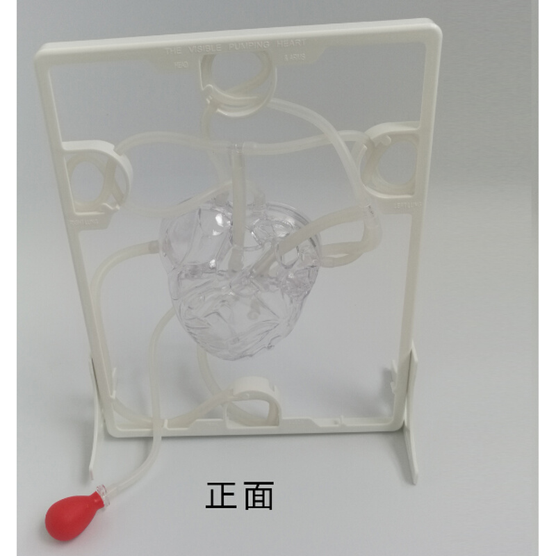 新品香港EDU幼儿园教具科学实验玩具器材三维立体心脏血液循环模
