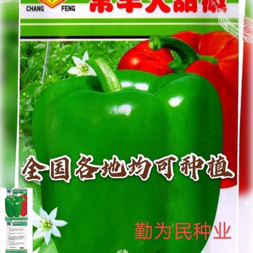 大甜椒种子特大灯笼椒新品种菜椒高产辣椒籽不辣的柿子椒蔬菜种子