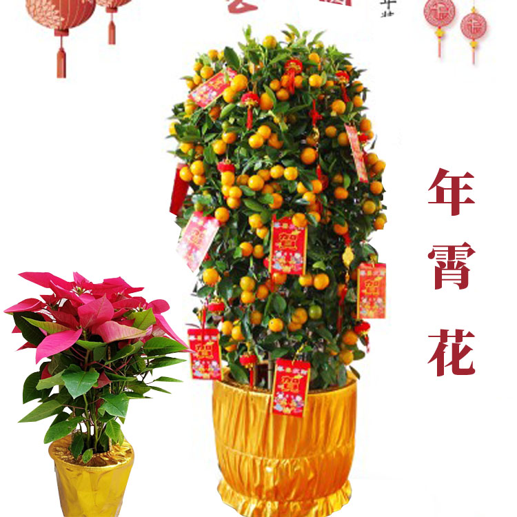 【年宵花】大金桔盆栽室内客厅植物盆栽年桔绿植花卉大金橘树盆景