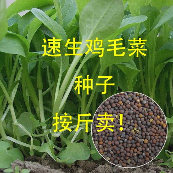 鸡毛菜种籽四季种植小白菜青菜油菜上海青20天速成盆栽蔬菜籽易活