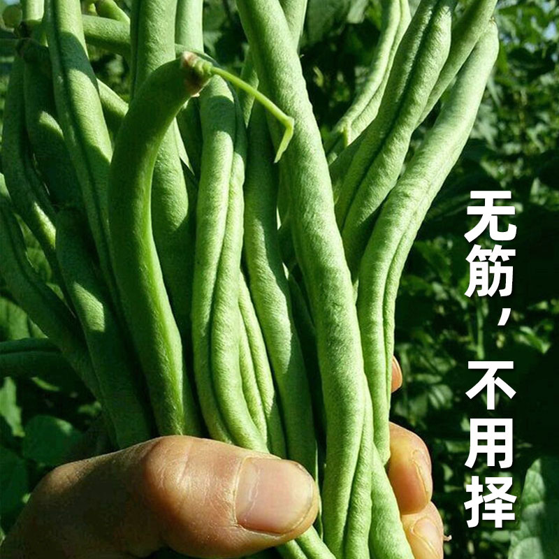 农家无筋豆豆架豆王种子种籽大全豆种四季豆豆角芸豆扁豆蔬菜孑子