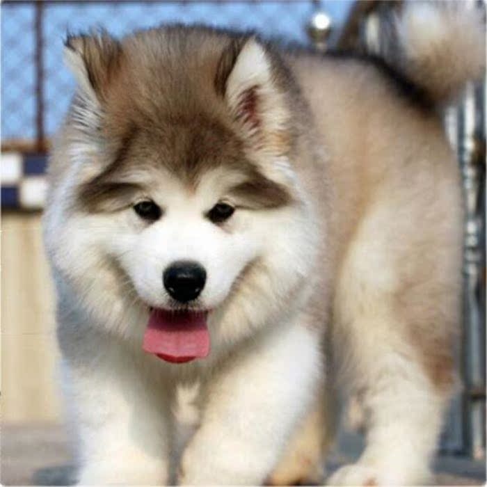 纯种家养巨型阿拉斯加雪橇犬幼犬活体灰桃阿拉斯加二哈士奇宠物狗