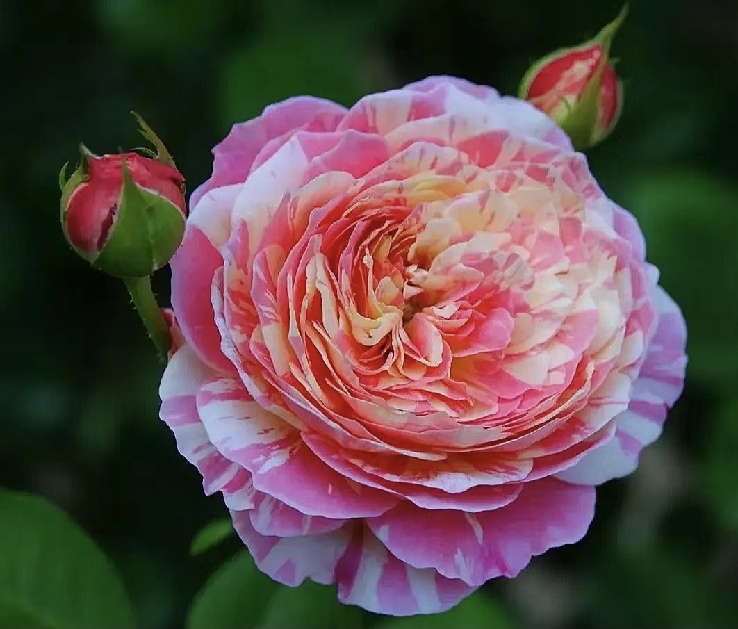 克劳德莫奈月季大苗盆栽大花浓香四季开条纹玫瑰花卉阳台庭院植物
